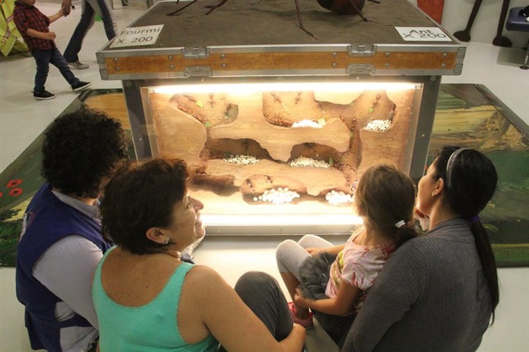 Bees Mystery at Beirut Souks